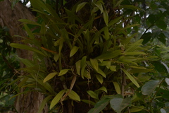 Liparis viridiflora